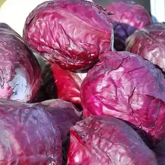 Sivilcelere mor lahana