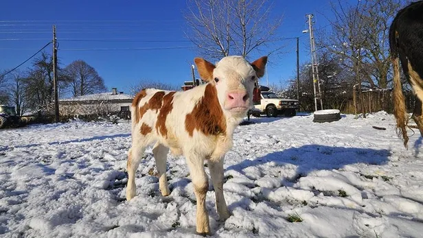 Buzağı desteklemeleri bugün ödenecek mi? 2018 2. dönem buzağı desteklemeleri ne zaman yatacak?-2