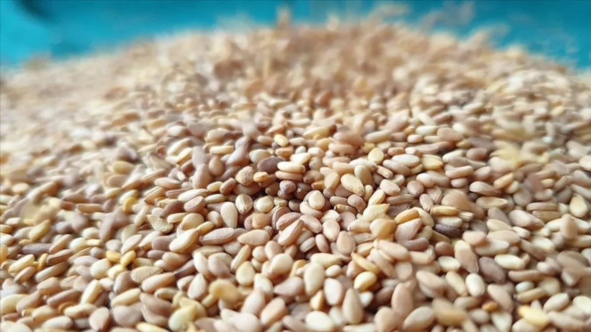 Susamın sağlığa faydaları neler? Solunumdan böbreğe kadar pek çok faydası var