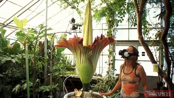 🔸Ceset çiçekleri, ölü hayvanları taklit eden renk, koku ve ısı özellikleriyle polen taşıyıcıları çekiyor. Dotson, bitkinin kokusunu "sıcak bir yaz gününde...