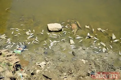 Su yüzeyini kapladılar! Karasu Nehri’nde bölge halkını korkutan olay