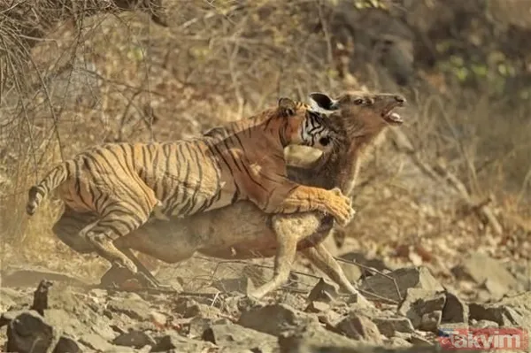 Kaplan akşam yemeği için ayıyı seçti fakat... Vahşi doğada Kaplan ile ayının şoke eden kavgası kapışması! - 50