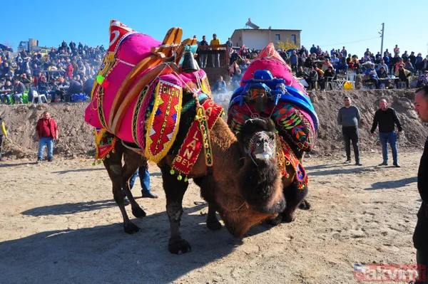 Son anda kurtuldular! Manisa'da deve güreşlerinde ezilme tehlikesi - 25