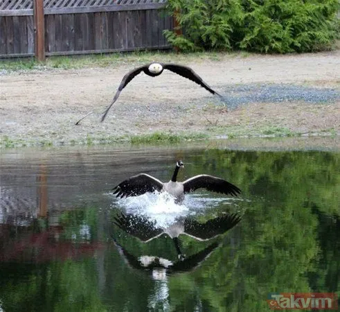 Kaplan akşam yemeği için ayıyı seçti fakat... Vahşi doğada Kaplan ile ayının şoke eden kavgası kapışması! - 41