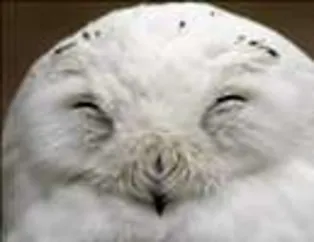 Muhteşem kareler - 80