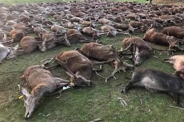 Resmen katliam yaptılar! 540 yabani hayvanı...