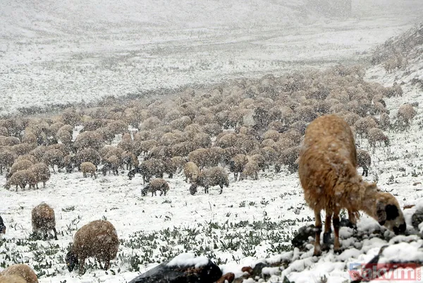 Mayıs ayının ortasında Van Bahçesaray'a 20 santimetre kalınlığında kar yağdı! Yazlık lastiği olanlar yolda kaldı besiciler zor anlar yaşadı - 5