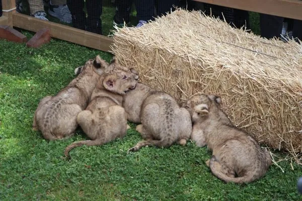 sudanli-mevkidasi-hediye-etmisti-baskan-erdoganin-aslani-dorduz-dogurdu-1685463582530.jpeg Sudanlı mevkidaşı hediye etmişti: Başkan Erdoğan’ın aslanı dördüz doğurdu!-3