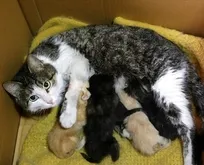 Eskişehir’de boş arsada 8 ölü kedi bulundu