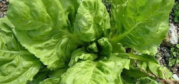 Pazı, kansızlığı önler