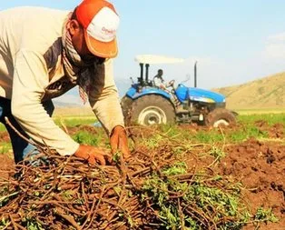 Çiftçilere destek ödemeleri başladı