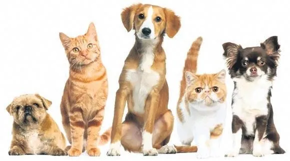 turkler-careyi-buldu-veteriner-dahil-tatil-1687035738865.jpeg