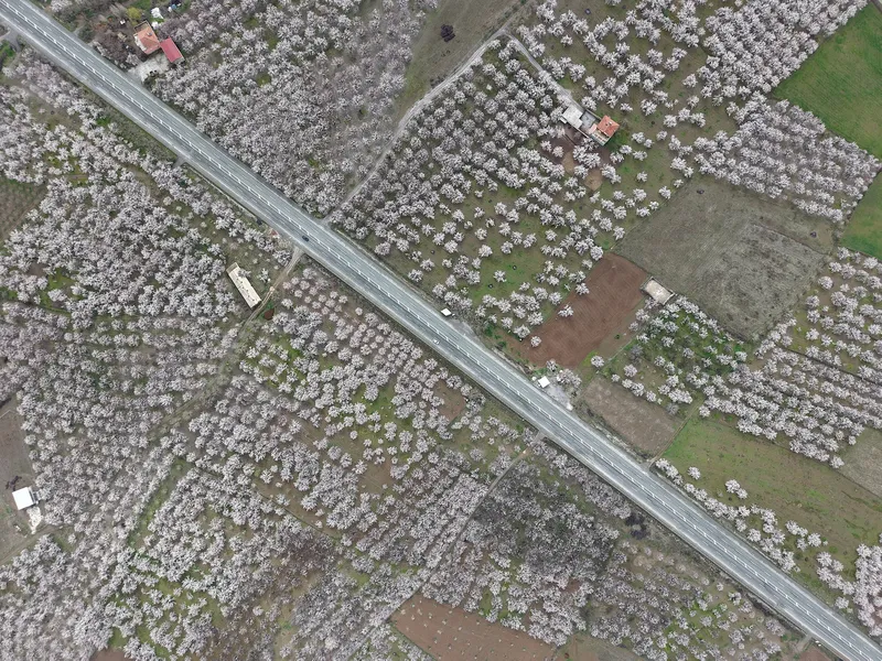 kayisi-bahceleri-gelinlik-gibi-bembeyaz-ureticinin-gozu-ilk-hasatta-1774689970599.jpg Kayısı bahçeleri gelinlik gibi bembeyaz: Üreticinin gözü ilk hasatta-6