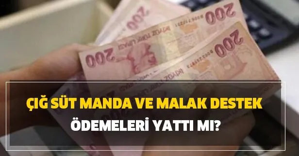 Çiftçiye çiğ süt ve manda-malak destek ödemeleri yattı mı? Buzağı destek ödemesi hangi tarihte, ne kadar yatacak?