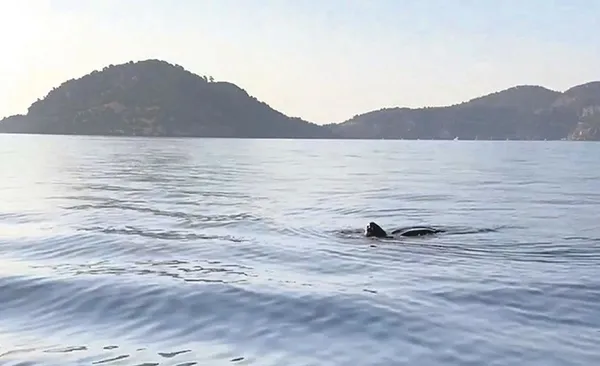Balıkesir Bigadiç'te liseli kızın cesedi bulundu (Yaşam haberleri)-7