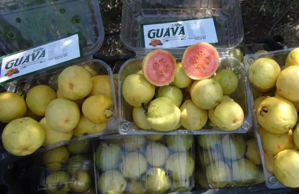 meyvenin-kralinin-hasadi-basladi-kilosu-15-tl-kanserin-her-turlusune-savas-aciyor-1694769489249.jpg Meyvenin kralının hasadı başladı! Kilosu 15 lira kanserin her türlüsüne savaş açıyor-2