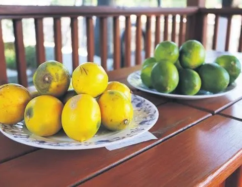 Çöp limonu bize sattılar