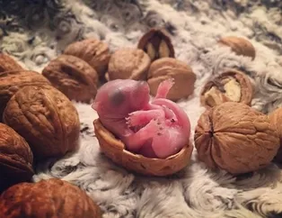 Yatakta bulup sahiplendirdiler! İşte son hali