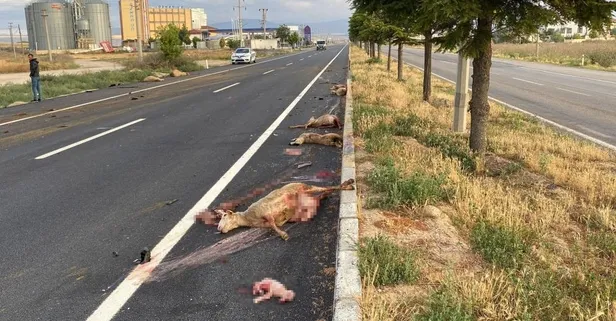 Hafif ticari araç sürüye daldı! 19 koyunun telef olduğu kazada dehşet görüntüler: Karnından kuzu fırladı