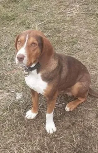 Kastamonu'da kan donduran vahşet! Sucuklara iğne saplayıp köpeklere yedirdiler!