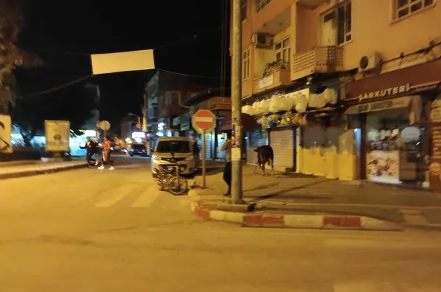 Kaçan dana ortalığı karıştırdı