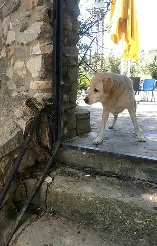 Bursa'da panik anları: Yılan köpeğe saldırdı