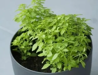 Fesleğen ye sinirleri yatıştır