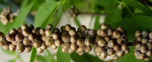 Hayıt otunun faydaları saymakla bitmiyor ama erkekler dikkatli tüketmeli-1