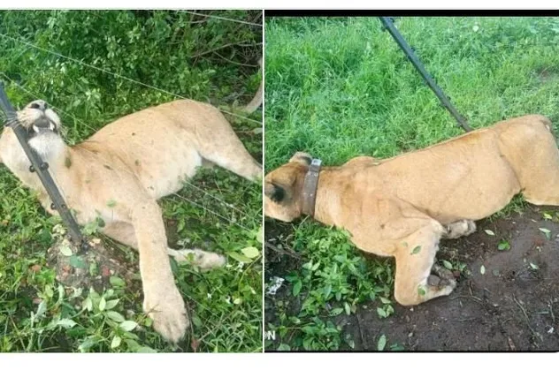 Uganda'da kalan 400 aslandan 3'ü telef oldu