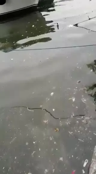 CHP'li İBB'nin yalanı elinde patladı: Haliç'in pislik içindeki hali Eyüp sahilinde böyle görüntülendi