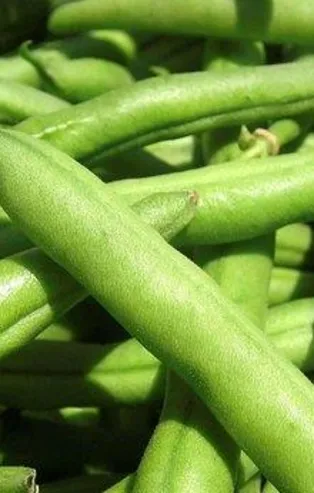 Haziran'da fasulye şampiyon