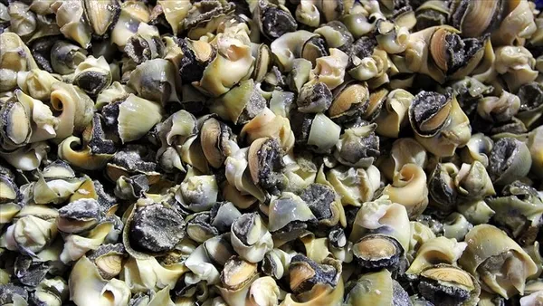 turkiye-2021-yilinin-ilk-iki-ayinda-2-milyon-675-bin-123-dolarlik-deniz-salyangozu-ihrac-etti-1616499310552.jpg Türkiye 2021 yılının ilk iki ayında 2 milyon 675 bin 123 dolarlık deniz salyangozu ihraç etti-3