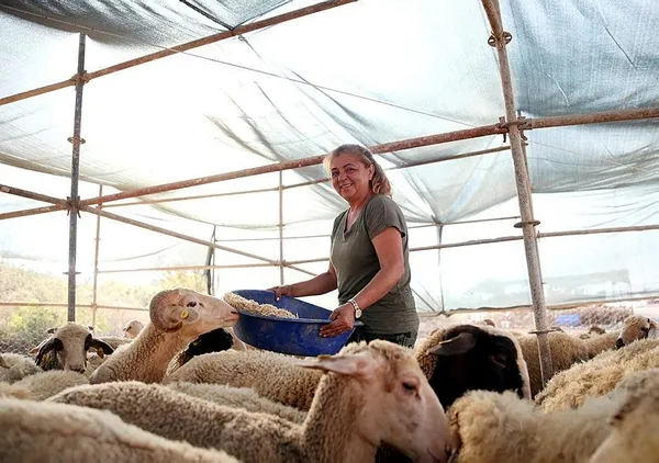 Almanya'dan geldi patron oldu: Fadime Kroll, 350 kuzu ve 50 büyükbaş hayvanla 'Hanım Ağa'-2