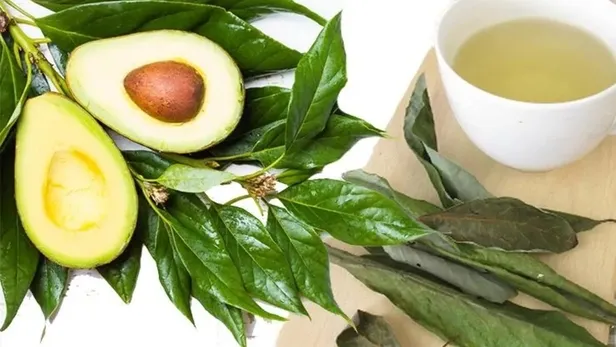 avokado-cayi-faydalari-nelerdir-avokado-cayi-neye-iyi-gelir-nasil-yapilir-1655300443176.jpeg Avokado çayı faydaları nelerdir? Avokado çayı neye iyi gelir, nasıl yapılır?-6