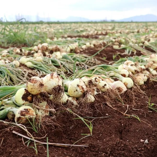 CHPli Kemal Kılıçdaroğlunun soğan 100 lira olacak algısı elinde patladı: Tarlada bolluk yaşanıyor fiyatlar 6-7 liraya düştü