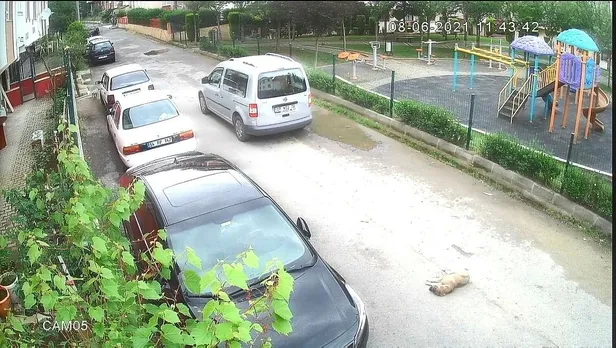 Kocaeli'de yavru köpeği ezen sürücünün cezası belli oldu-2