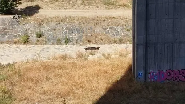 Başakşehir'de şüpheli ölüm! Viyadük altında ceset bulundu: İntihar mı cinayet mi?-3