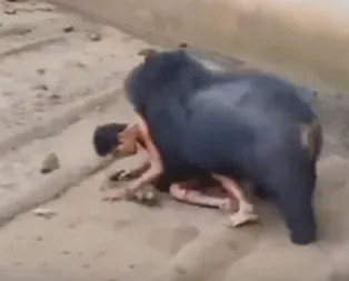 Kafeste dehşet anları! Ayıya yem oldu!