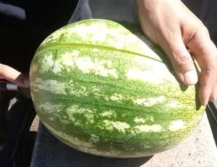 Karpuzu kesince şaşıp kaldırlar!