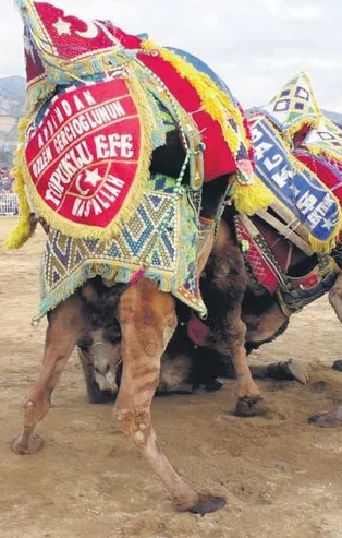 CHP'li Özlem Çerçioğlu deve güreşinde yenileceğini anlayınca beraberlik kararı verdi!