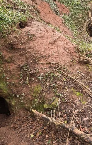 Tavşan deliğinden öyle bir şey çıktı ki...