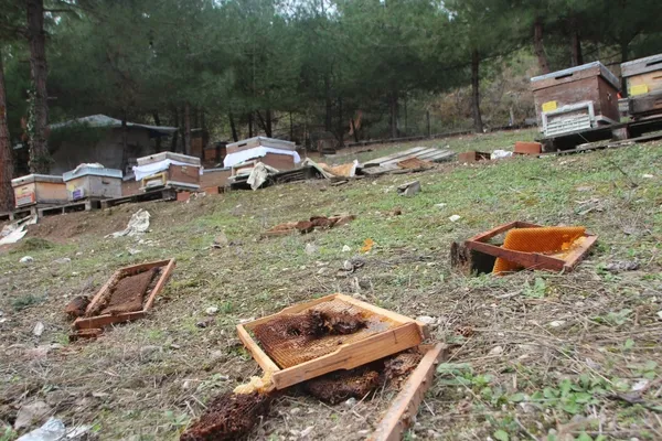 vay-ayi-vay-elektrikli-tellerle-cevrili-kovanlara-topragi-kazarak-ulasti-1641294974469.jpg Vay ayı vay! Elektrikli tellerle çevrili kovanlara toprağı kazarak ulaştı-3