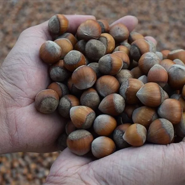 Fındık göbeği eritir