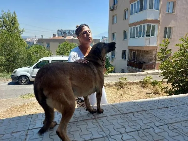 İzmir Bornova'da dehşete düşüren olay! Ayakları bağlanıp sürüklenen sokak köpeği öldü-5