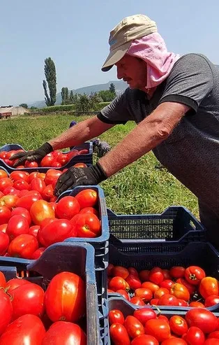 Marketlerin kilosunu 25 liraya sattığı domateste kim ne kadar kazanıyor? İşte vurgunu ifşa eden tablo