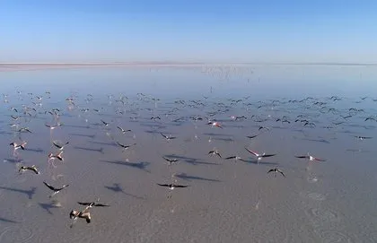 Tuz Gölü ’kuş cenneti’ turistlerin akınına uğruyor