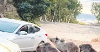 Tünelde kamyonun çarptığı Norveçli bisikletli hayatını kaybetti-4