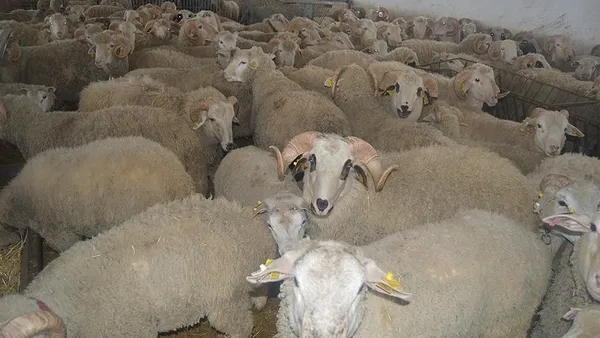 fuhus-icin-cobanla-birlikte-oldu-suruden-3-koyun-alip-ayrildi-kisa-surede-yakalandi-1640683489736.jpg Fuhuş için çobanla birlikte oldu! Sürüden 3 koyun alıp ayrıldı kısa sürede yakalandı-5