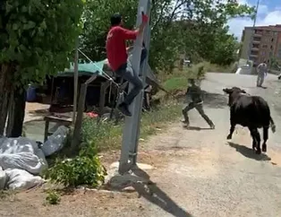 Pendik’ten Sultanbeyli’ye tosun ’Paşa’nın peşinde