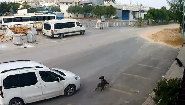 Antalya'da köpekleri bilerek ezen o vicdansız yakalandı-2